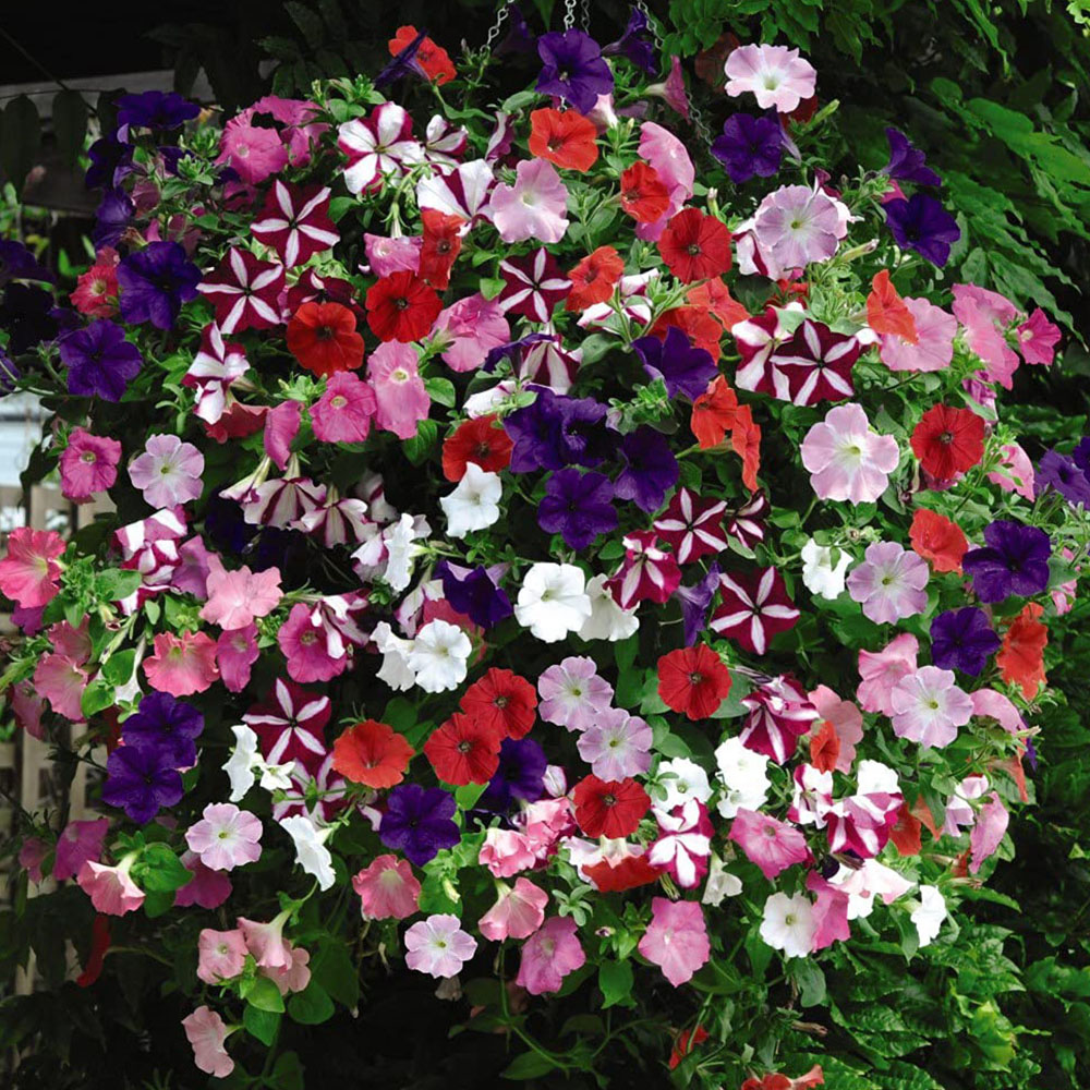 Thompson and Morgan Petunia Easy Wave Ultimate Mixed Garden Ready Plant 15 Pack Image 2
