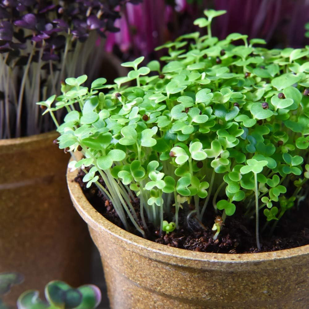 Thompson & Morgan Microgreens Mustard Wasabina Improved 300 Seeds Packet Image 1