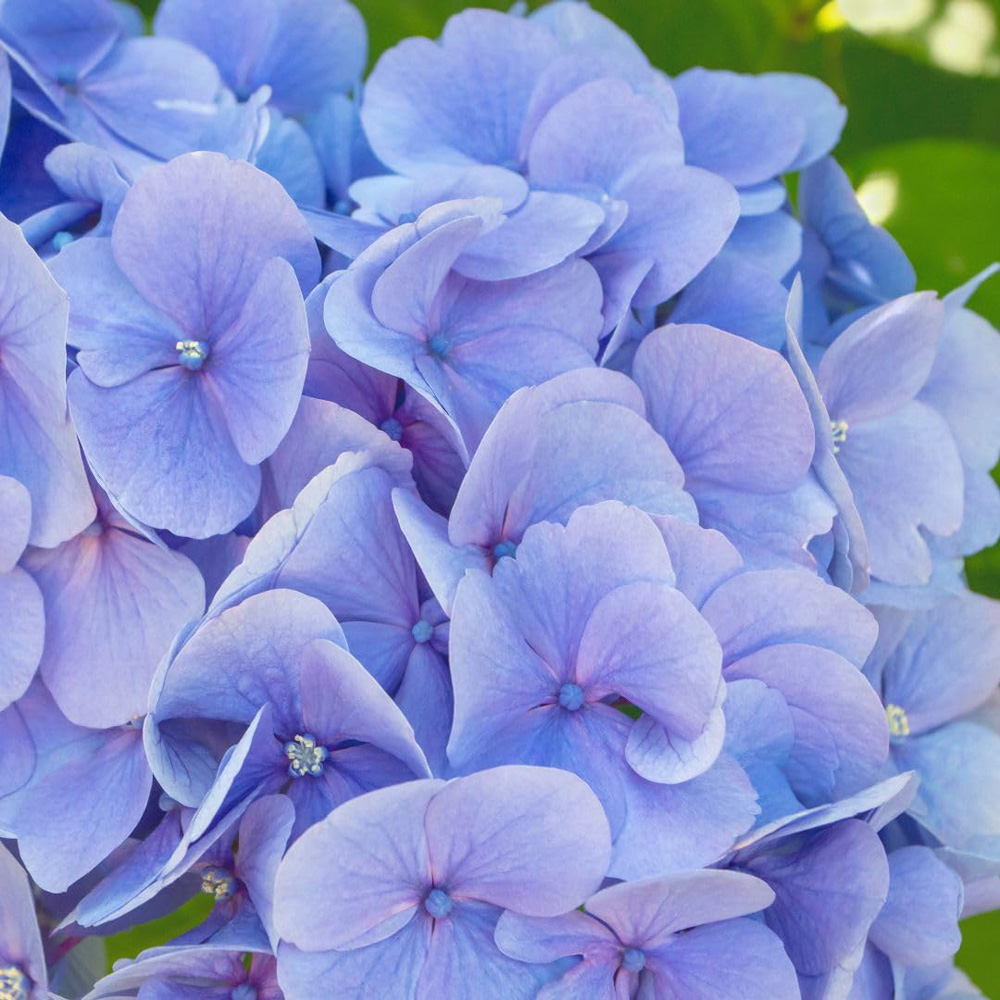 Thompson & Morgan Hydrangea Blue Danube Blaue Donau Plant Pot 10L 2 Pack Image 2