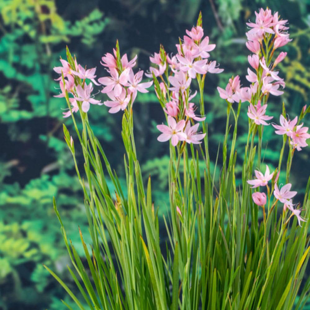 Thompson and Morgan Schizostylis Coccinea Mrs Hegarty Plant Pot 9cm 3 Pack Image 3