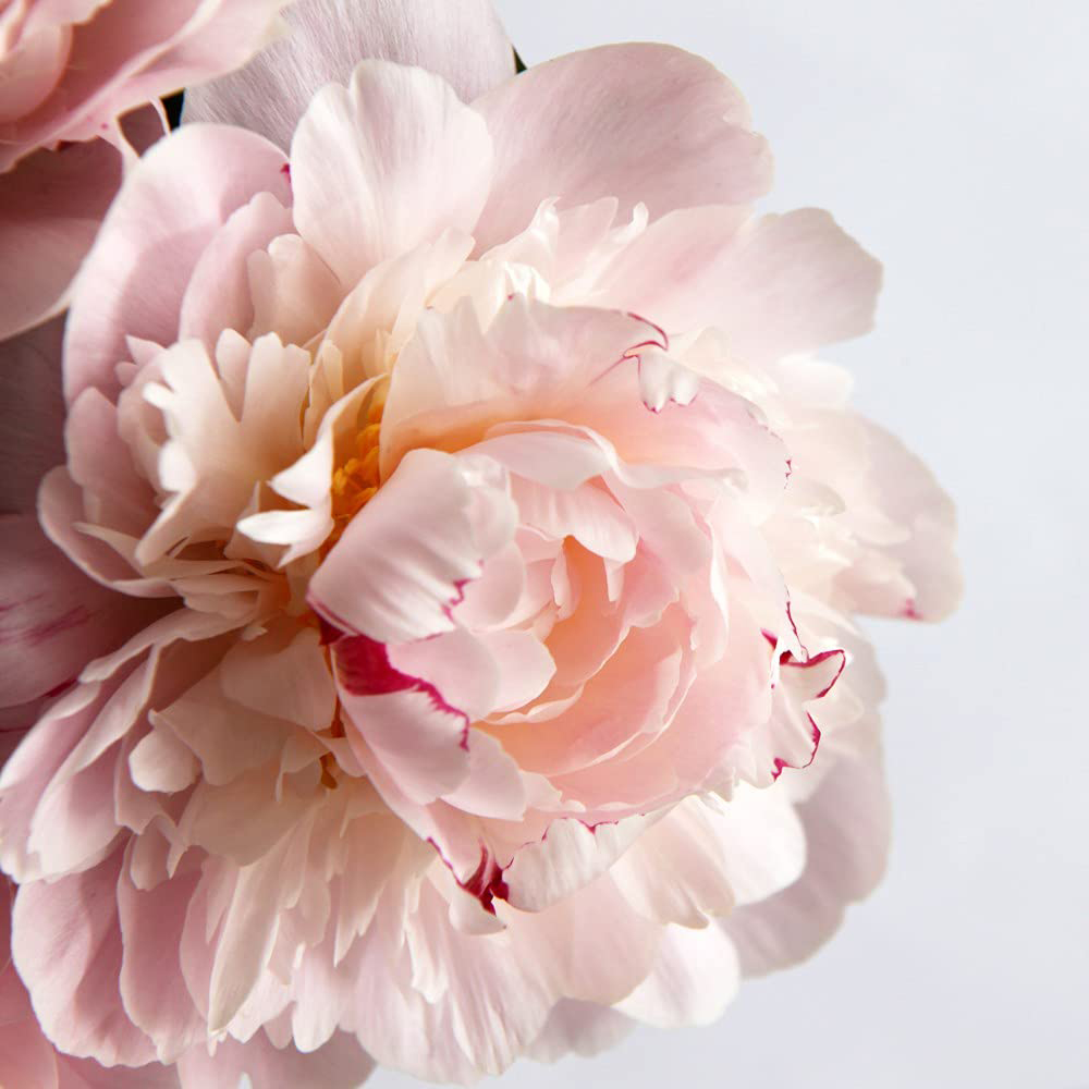 Thompson & Morgan Peony Edens Perfume Bare Root Image 4