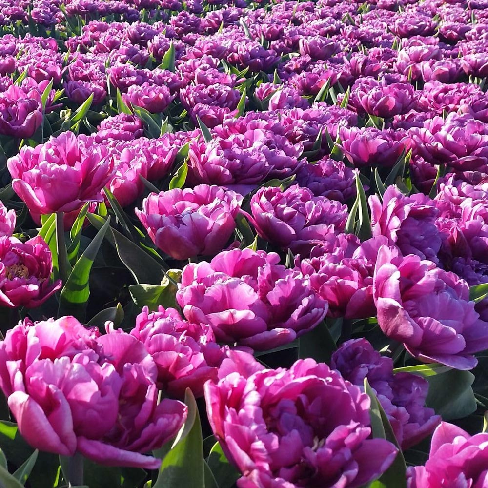 Thompson and Morgan Tulip Double Flag Bulbs 8 Pack Image 2