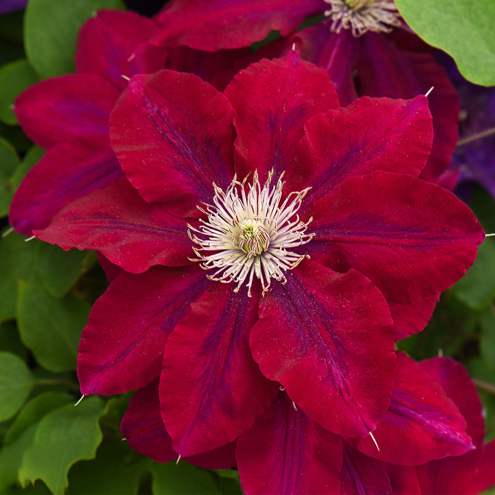 Thompson and Morgan Clematis Rebecca Plant Pot 3L 2 Pack Image 1