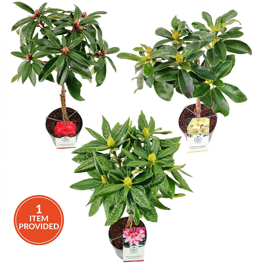 Rhododendron on Stem Plant Image 1