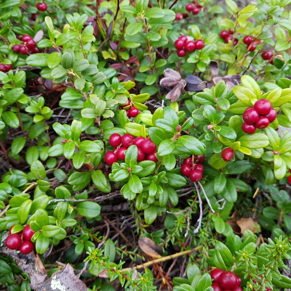 Thompson and Morgan Cranberry Vaccinium Macro Pilgrim Potted Plant 9cm 2 Pack Image 3