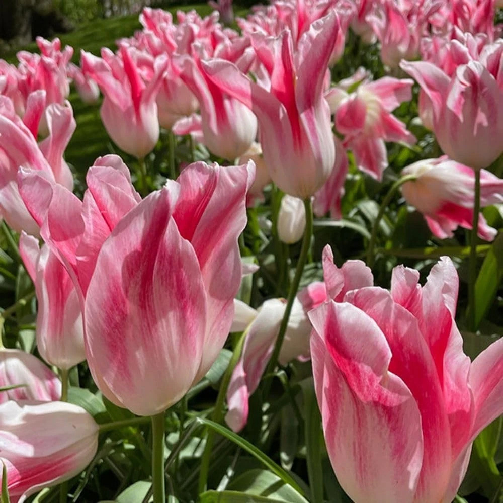 Thompson and Morgan Tulip Holland Chic Planting Bulb 8 Pack Image 2