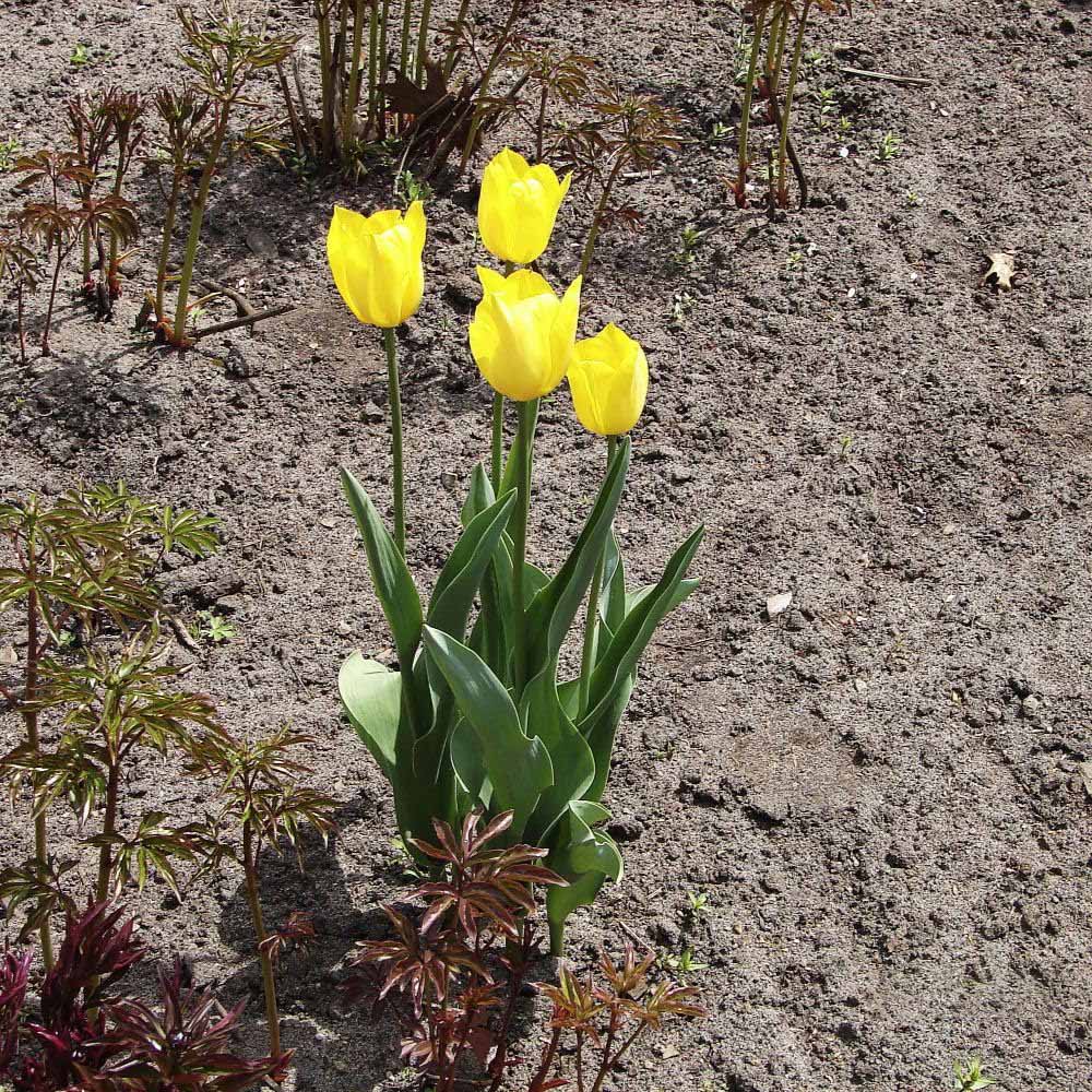 Thompson and Morgan Tulip Triumph Yellow Flight Bulbs 16 Pack Image 2