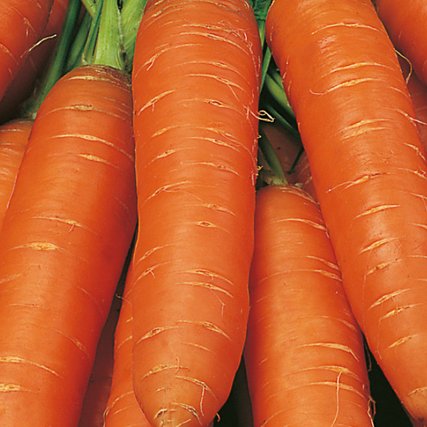 Johnsons Flyaway F1 Carrot Seeds Image 1