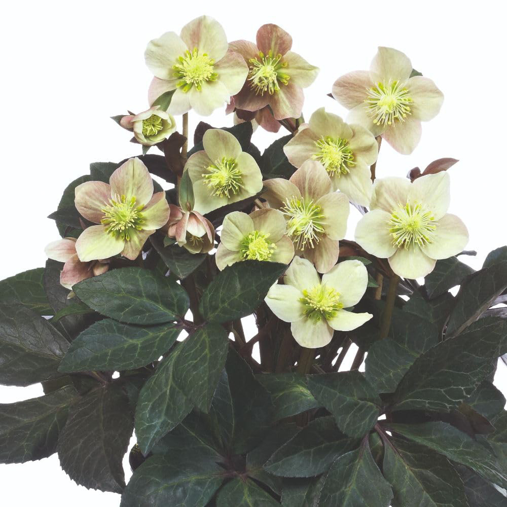 Thompson and Morgan Helleborus X Ballardiae Merlin Plant Pot 3L 2 Pack Image 3
