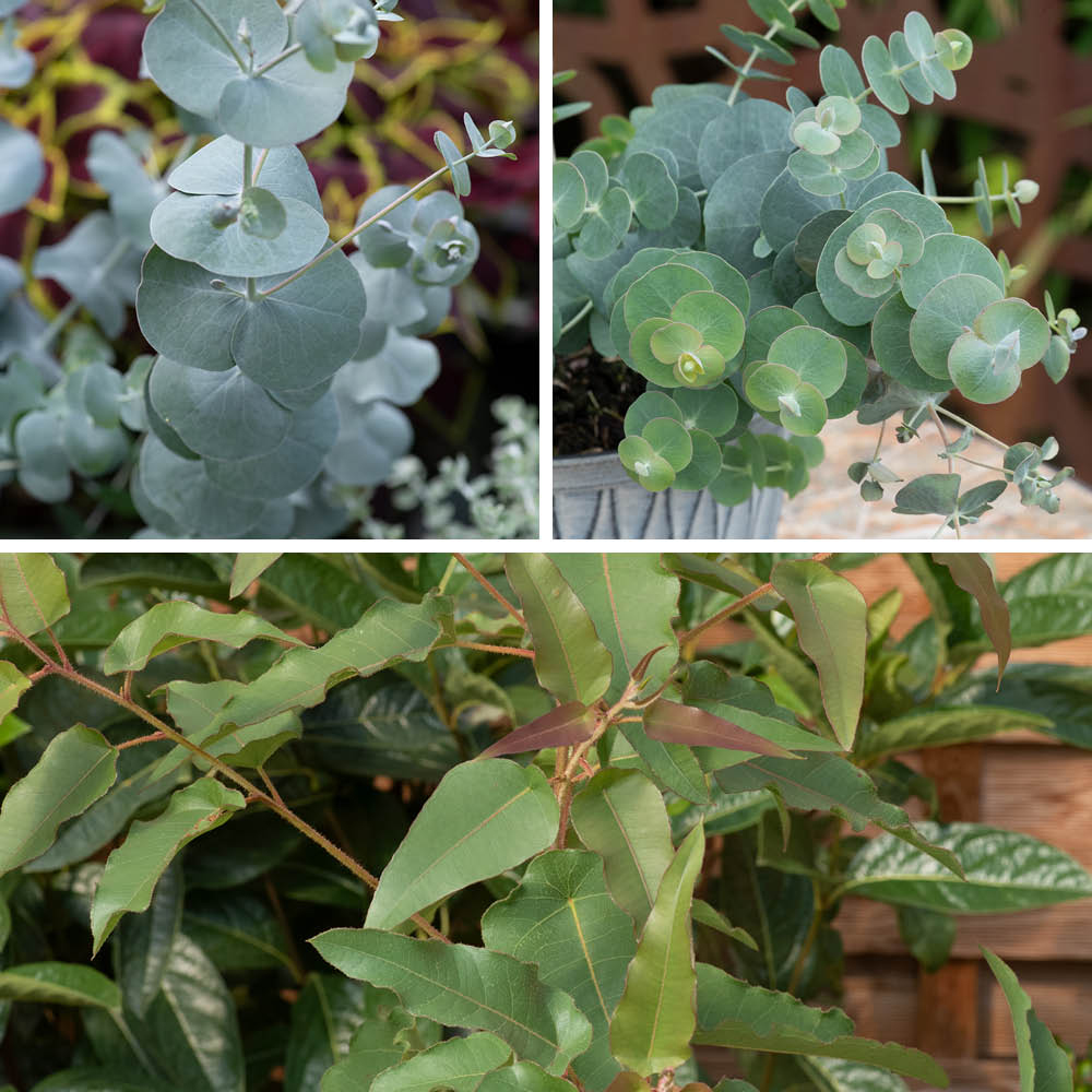 YouGarden Eucalyptus Collection Plant Pot 9cm 3 Pack Image 1