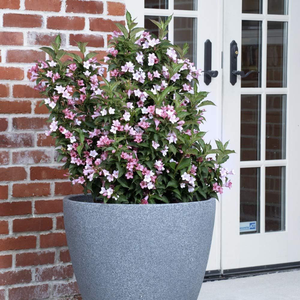 Thompson and Morgan Weigela Towers of Flowers Apple Blossom Plant Pot 9cm 6 Pack Image 2