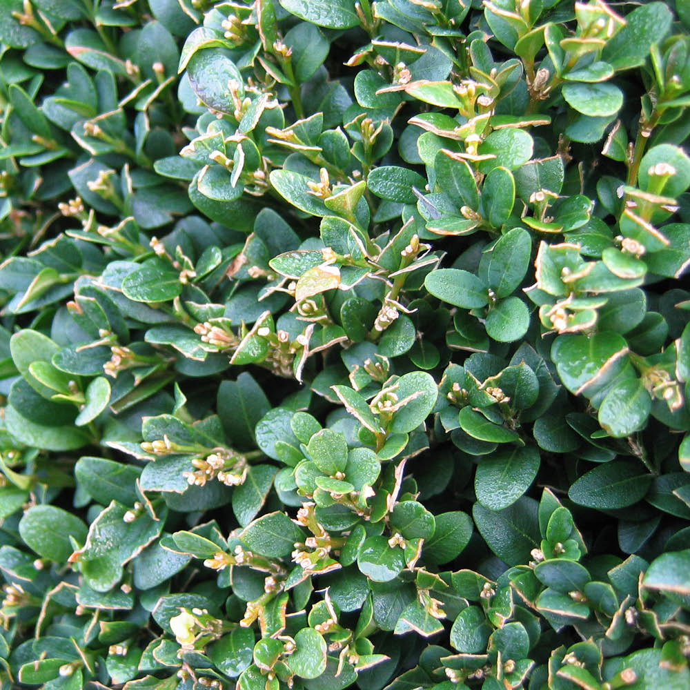 YouGarden Common Box Hedging Buxus Sempervirens 20cm 24 Pack Image 3