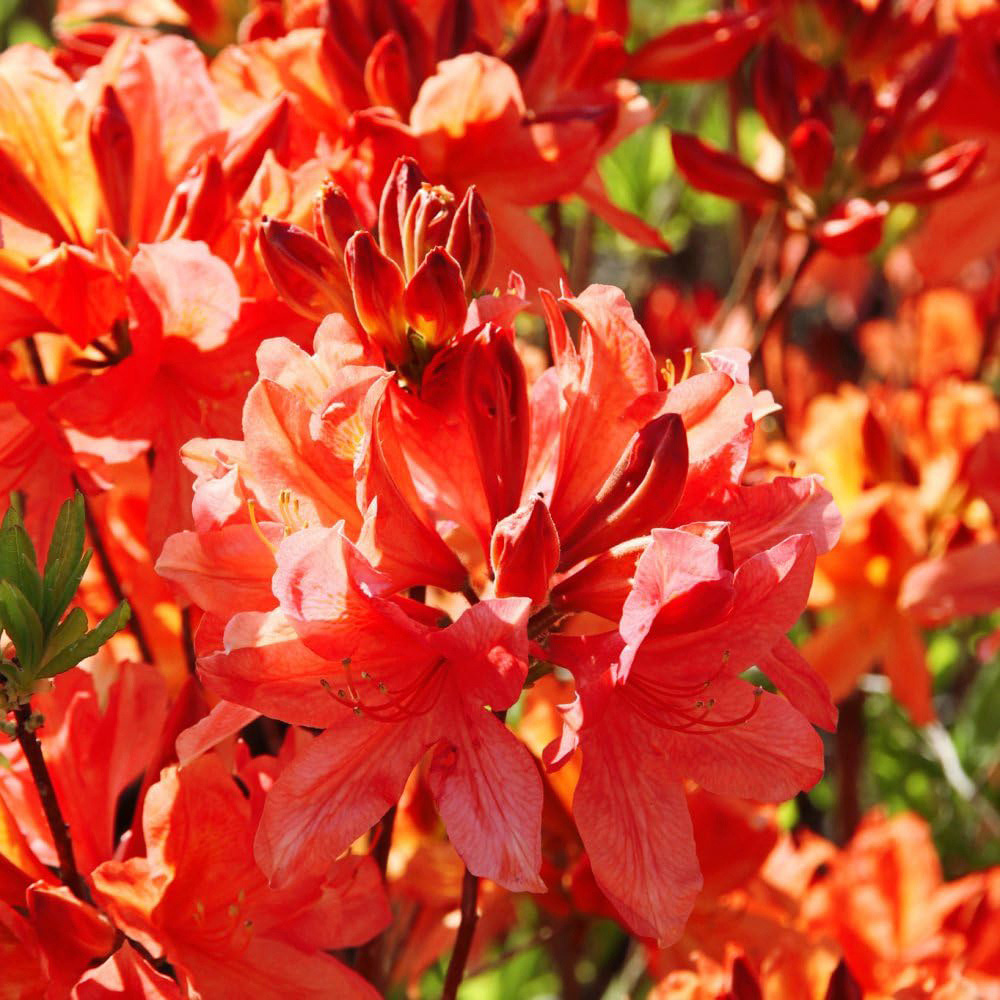 Thompson and Morgan Azalea Dwarf Orange Pot 9cm Image 2