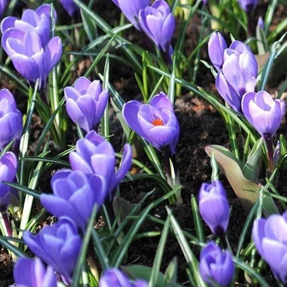 Thompson and Morgan Crocus Grand Maitre Planting Bulb 16 Pack Image 1