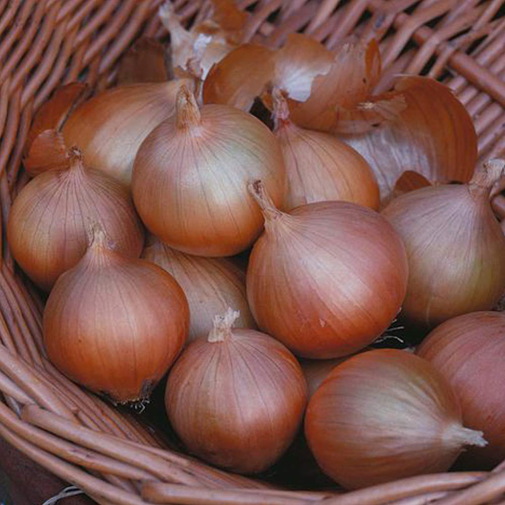 Thompson and Morgan Onion Hi Keeper F1 Hybrid Seeds Image 1