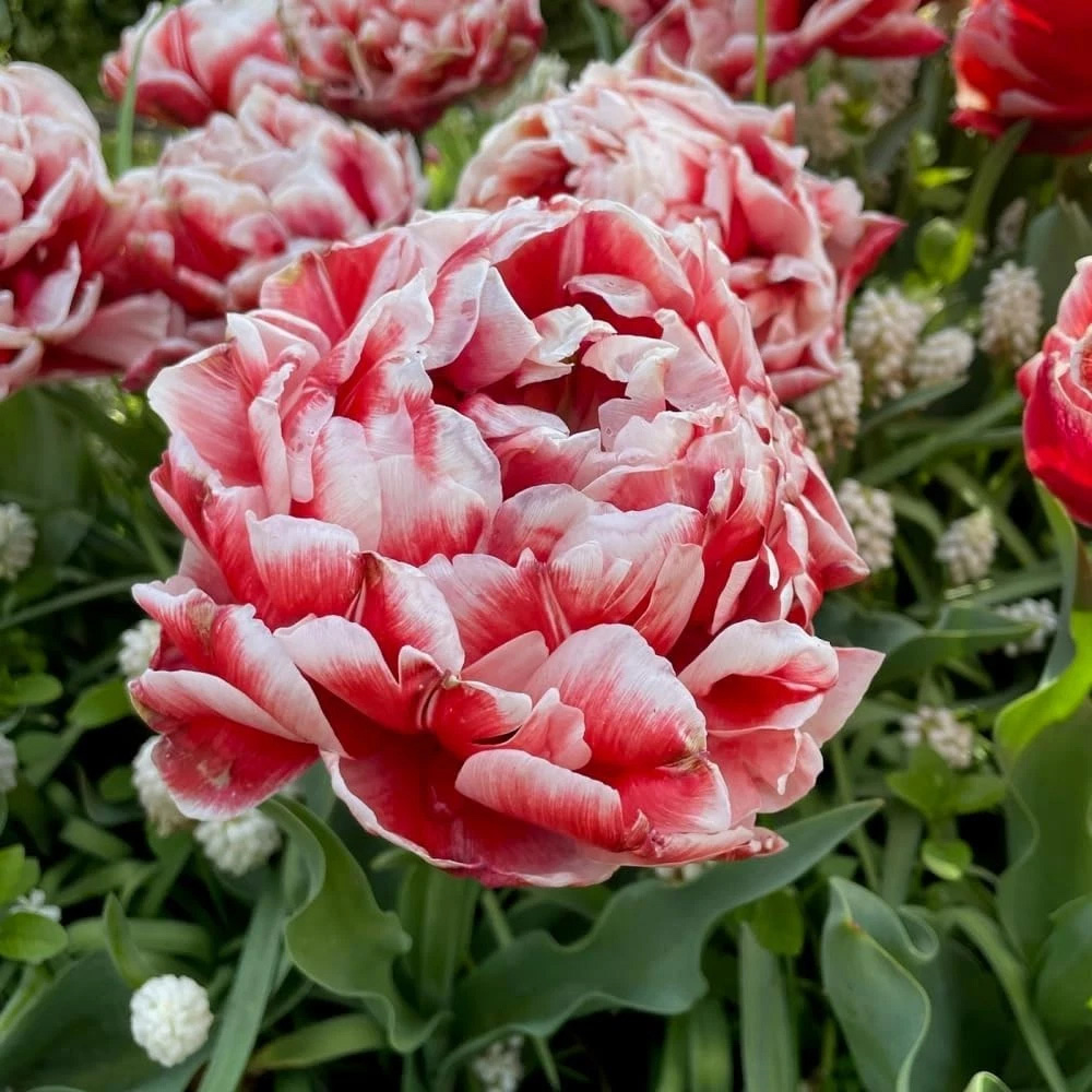Thompson and Morgan Tulip Doubles Collection Planting Bulb 90 Pack Image 5