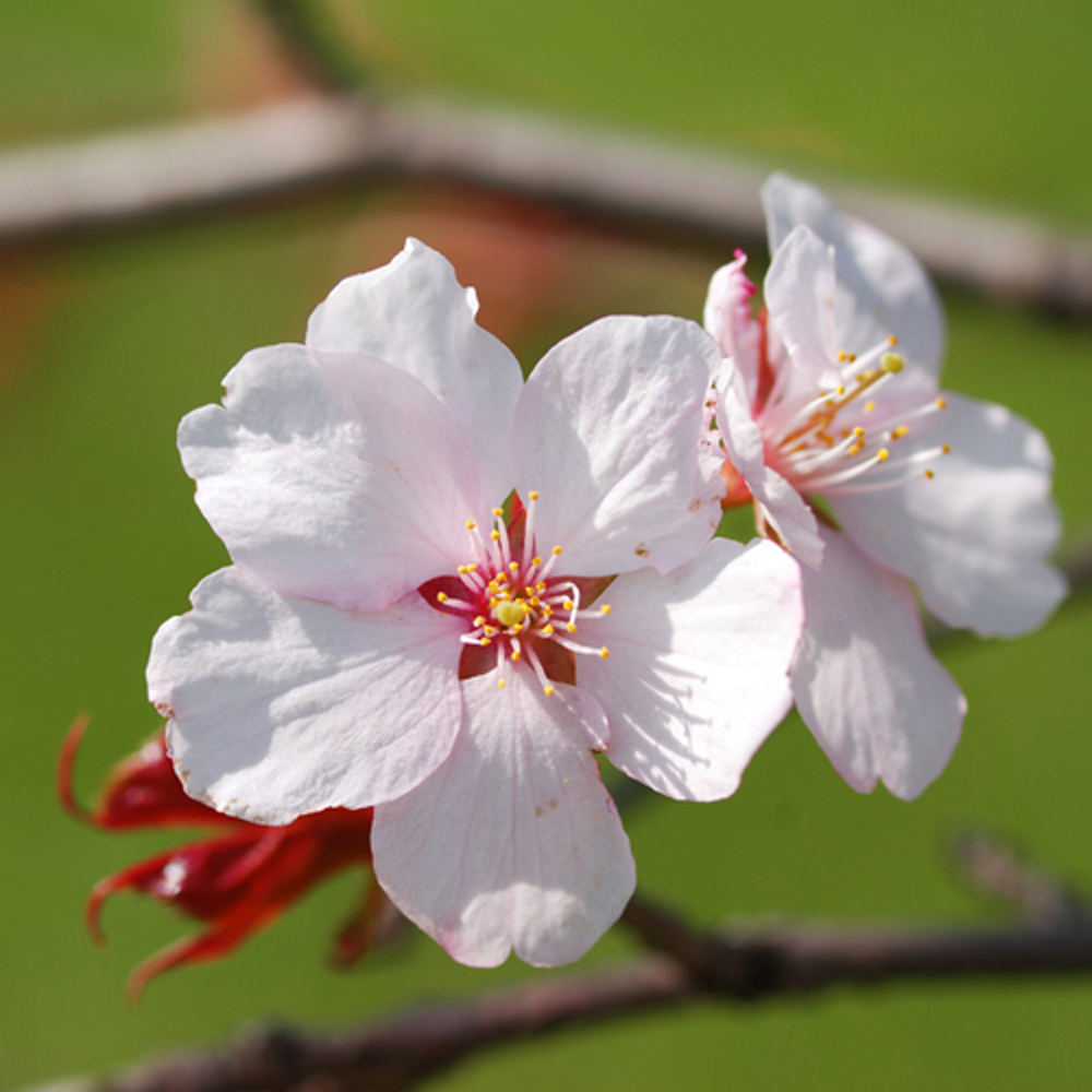 YouGarden Fuji Cherry Prunus Incisa Kojo-No-Mai Plant Pot 3L Image 1