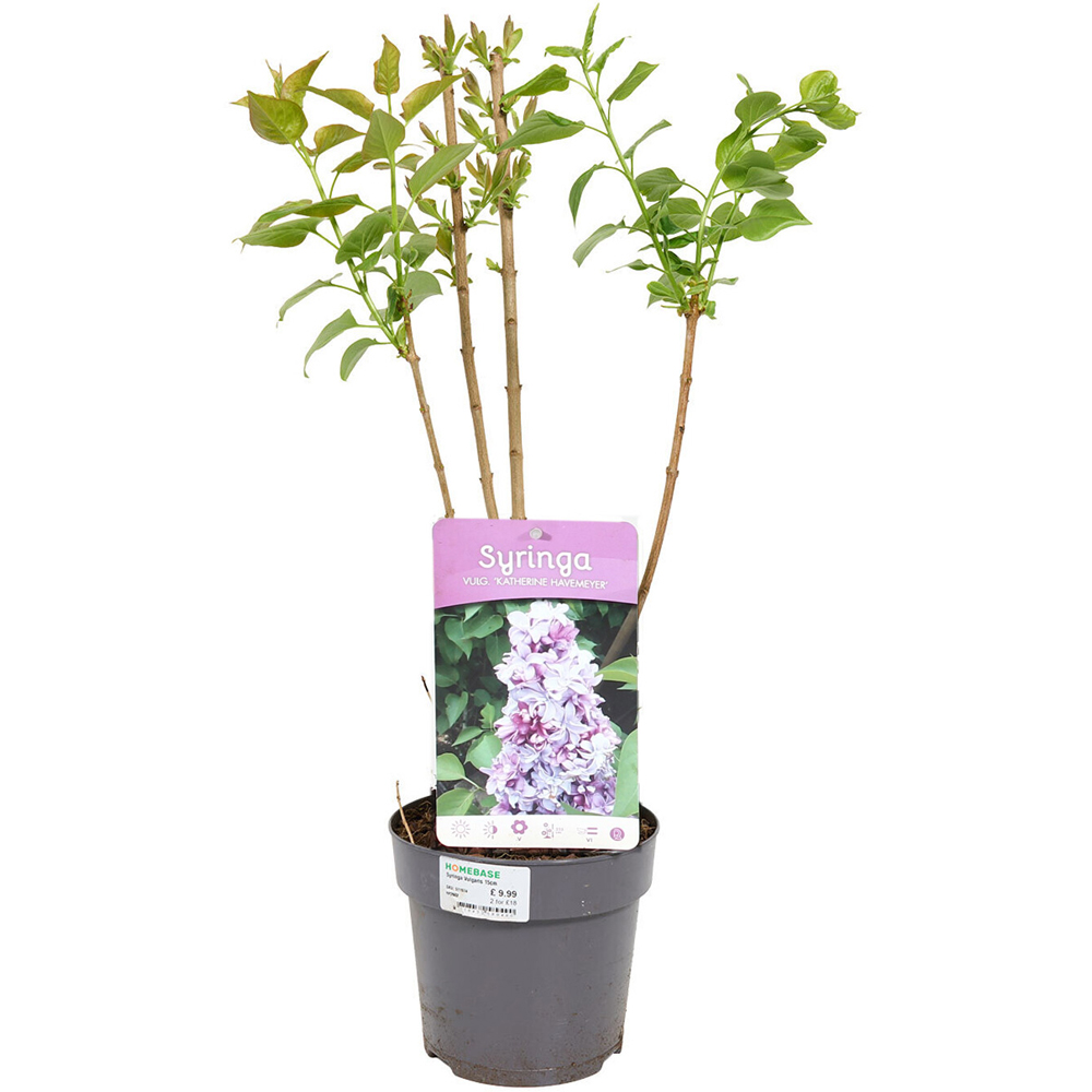 Syringa Vulgaris Plant Image 5