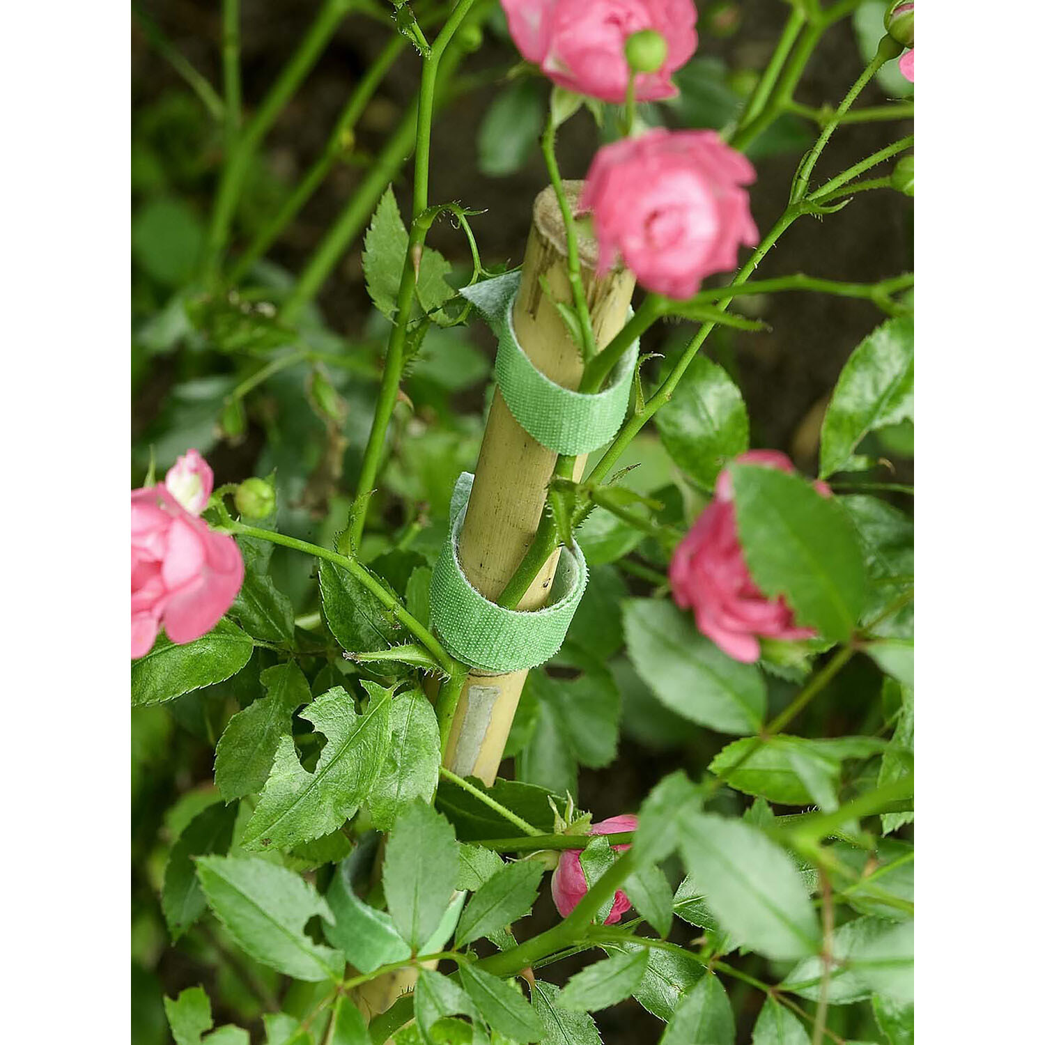 One Wrap Plant Tie Pack - Green Image 6