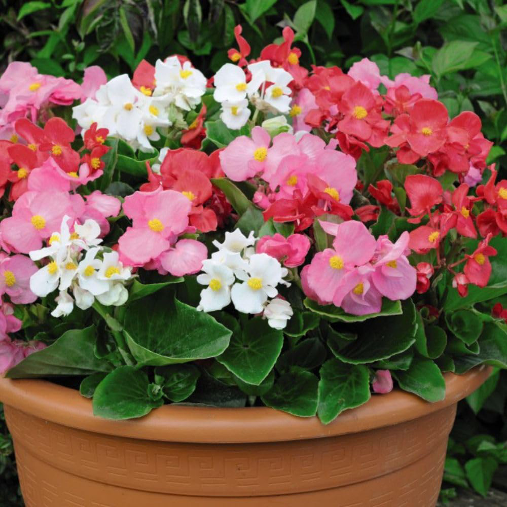 Thompson and Morgan Basket Collection Garden Ready Plant 60 Pack Image 7