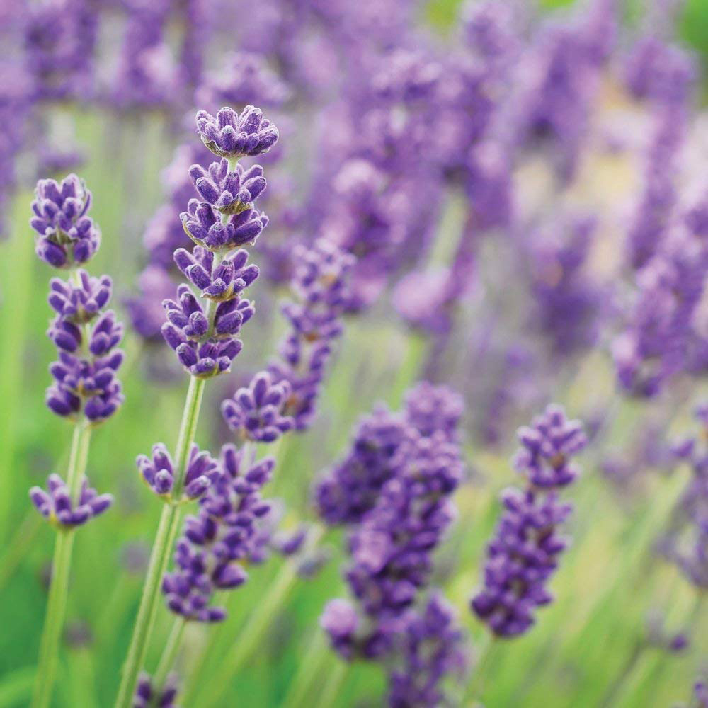 Thompson and Morgan Lavender Munstead Plant Plugs 12 Pack Image 3