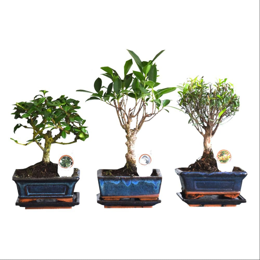 Thompson & Morgan Bonsai Mix Plant Pot 2 Pack Image 2