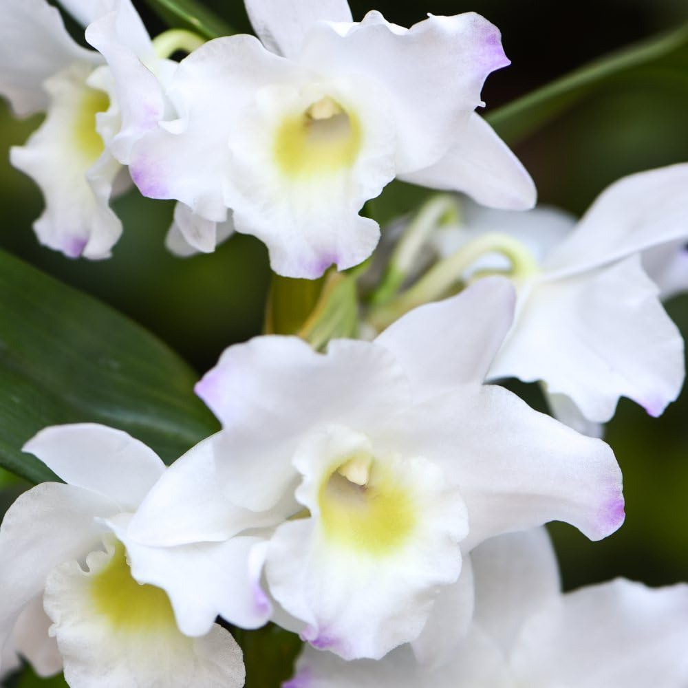 Thompson and Morgan Christmas Gift Orchid Dendrobium Apollon Plant Pot 12cm Image 3
