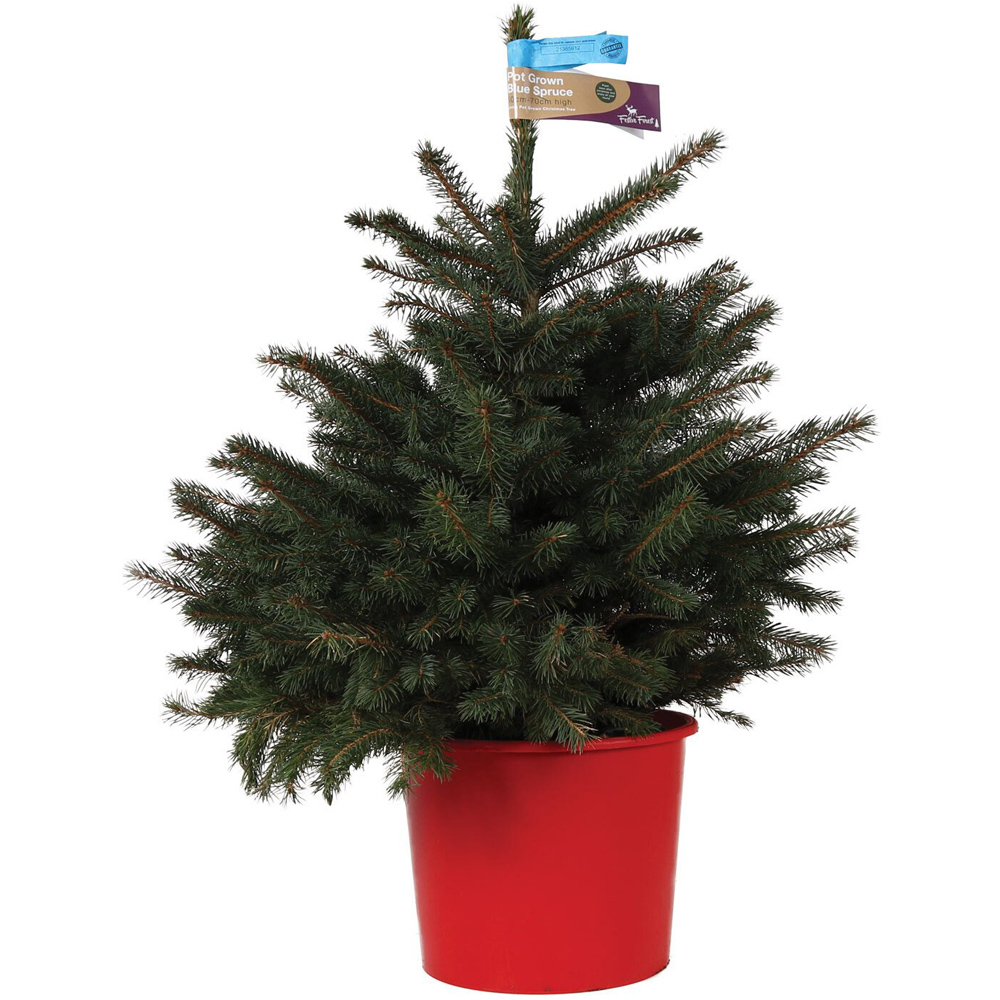 Pot Grown Blue Spruce Real Christmas Tree 2ft Image