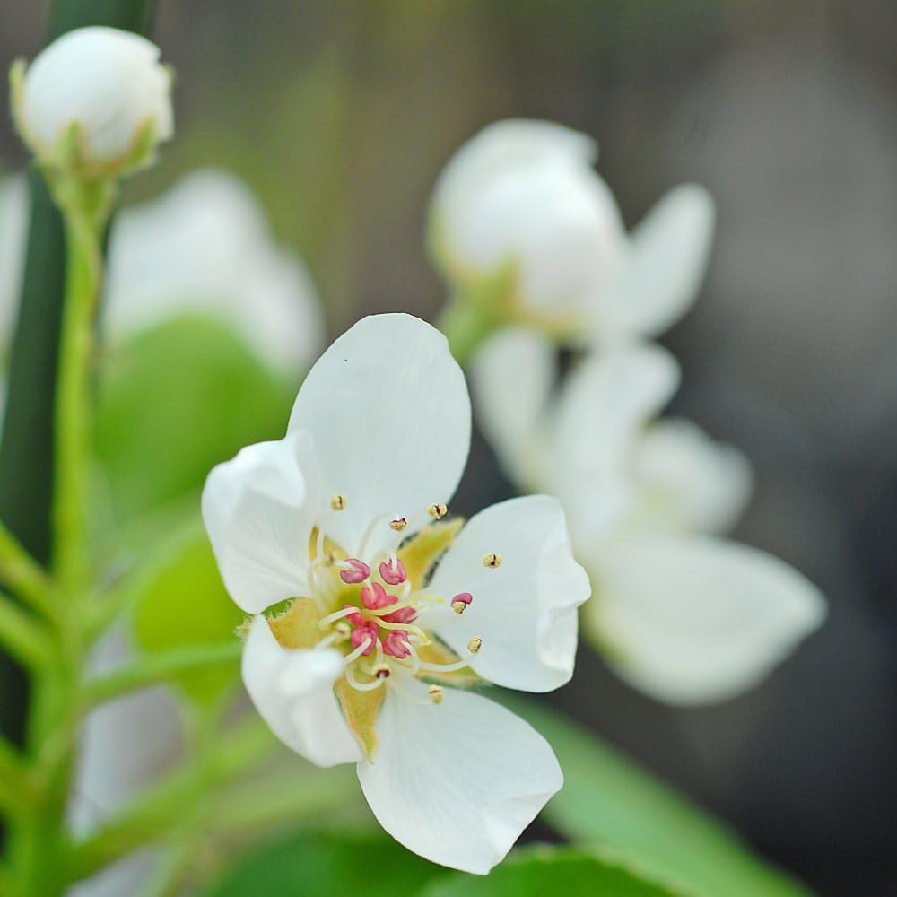 Thompson & Morgan Pear Pyrus Mini Doyenne Du Comice Potted Plant 9cm Image 5