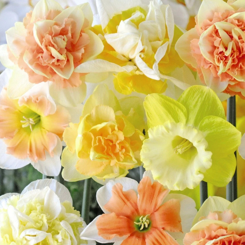 Thompson and Morgan Daffodil Citrus Sorbet Mixed Planting Bulb 20 Pack Image 3