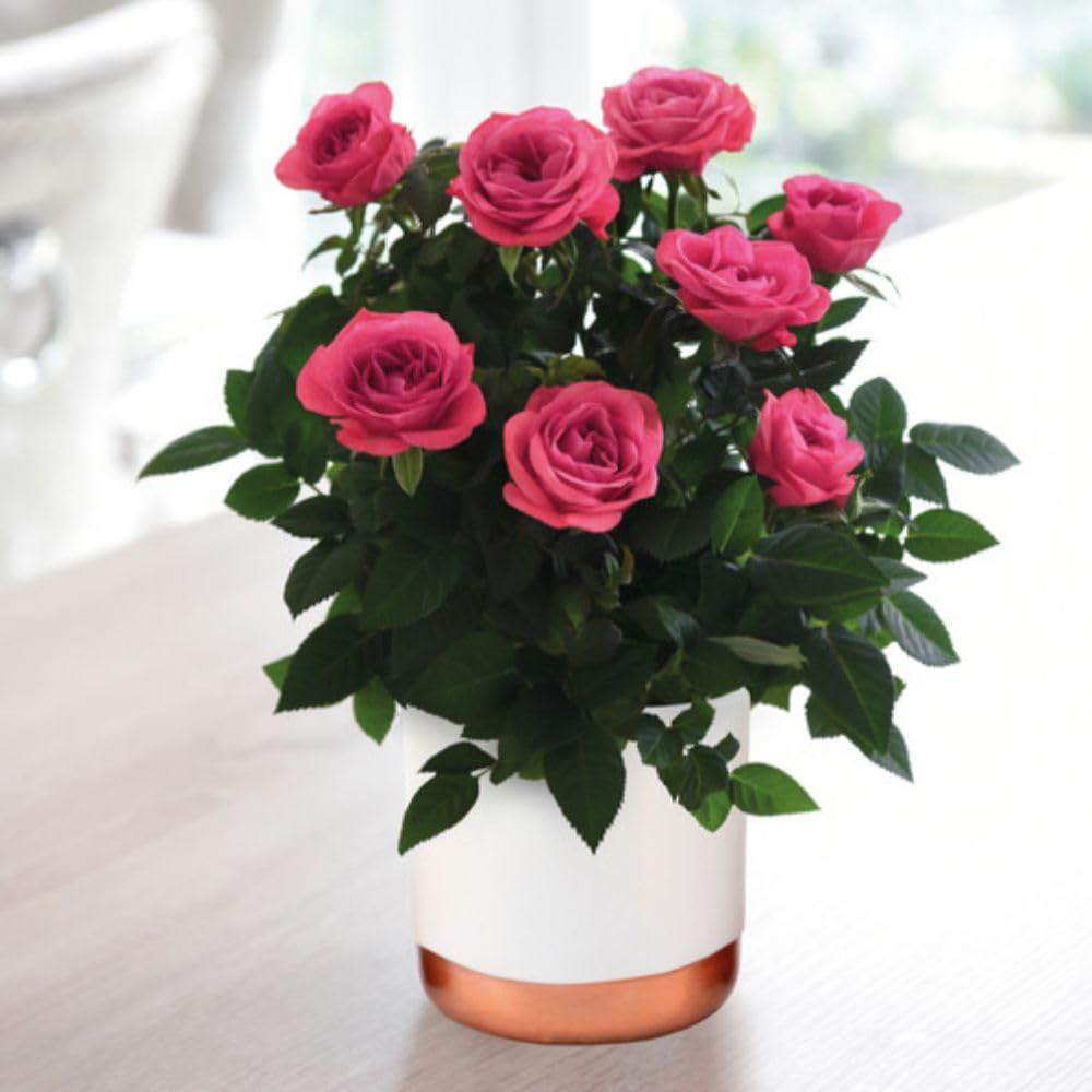 Thompson and Morgan Christmas Gift Scented Rose Deep Pink Plant in Zinc Pot 10.5cm Image 2