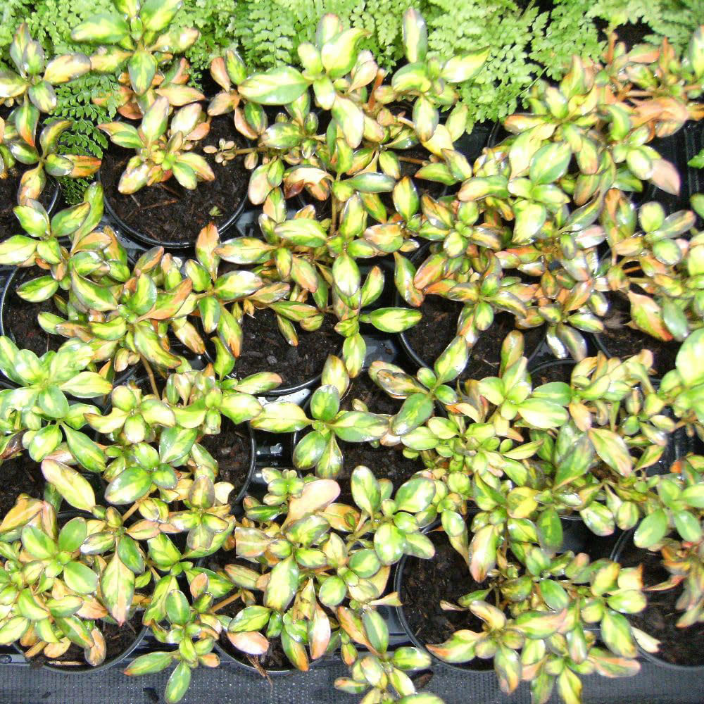 Thompson and Morgan Coprosma Repens Lemon and Lime Plant Pot 3L Image 1