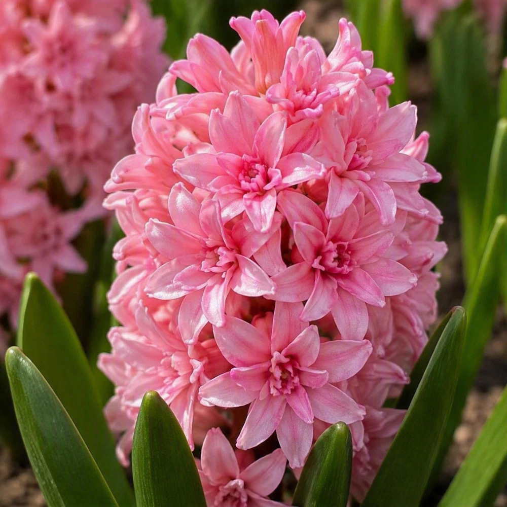 Thompson and Morgan Hyacinth Spring Beauty Pink Planting Bulb 5 Pack Image 1