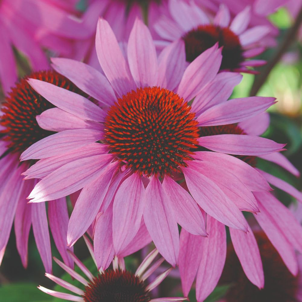 Thompson and Morgan Perennial Collection Plant Plug 30 Pack Image 3