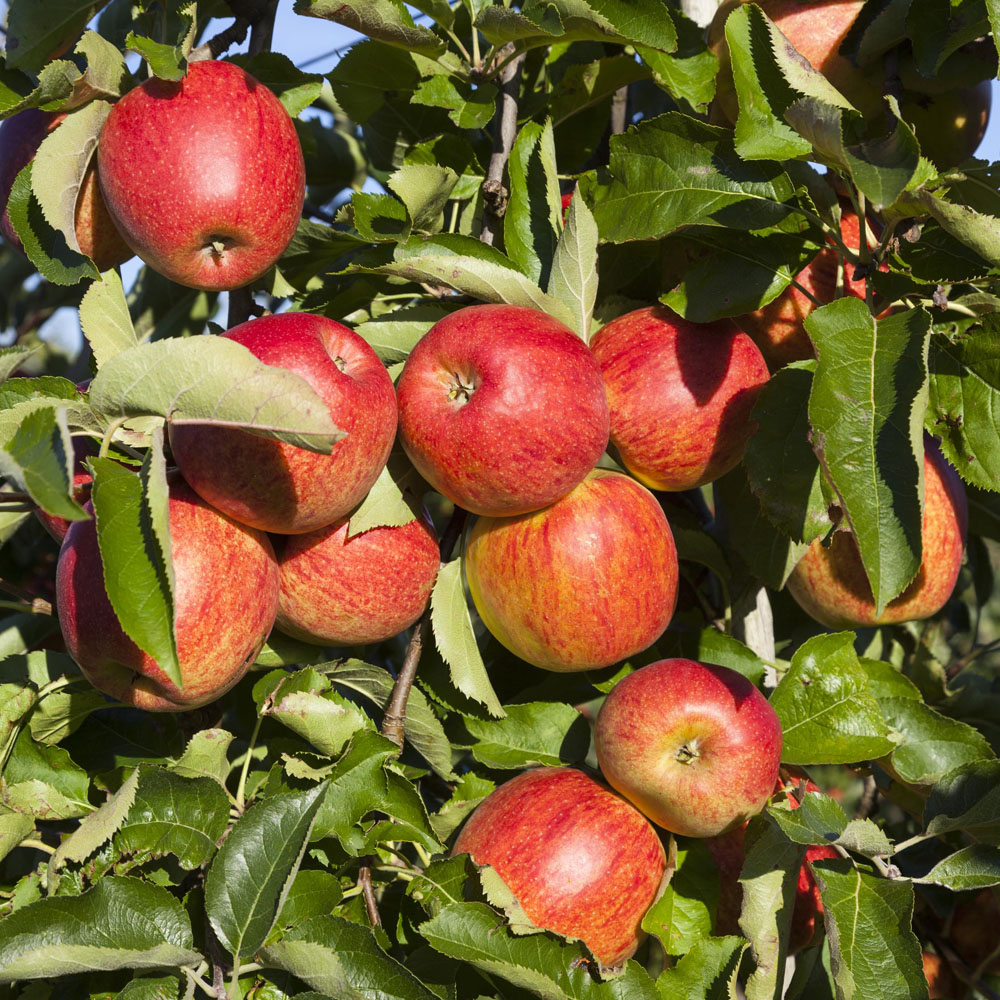 Thompson and Morgan Apple Malus Queen Cox M26 Rootstock Bare Root Tree 2 Pack Image 1