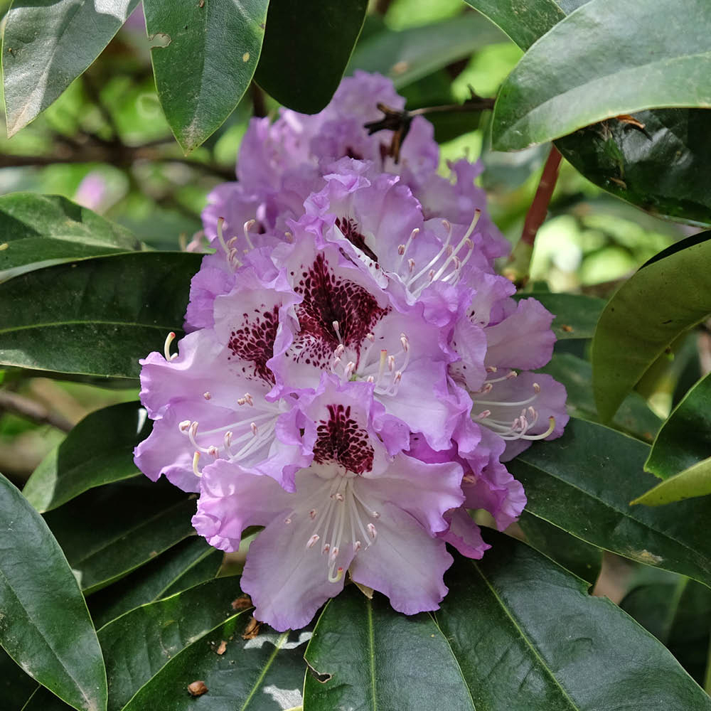 YouGarden Lilac Rhododendron Hybrid Plant Pot 15cm Image 2