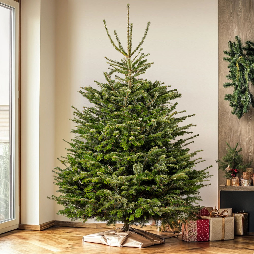 GardenersDream Nordmann Fir Cut Real Christmas Tree 4ft - Delivery 14th - 18th December Image 2