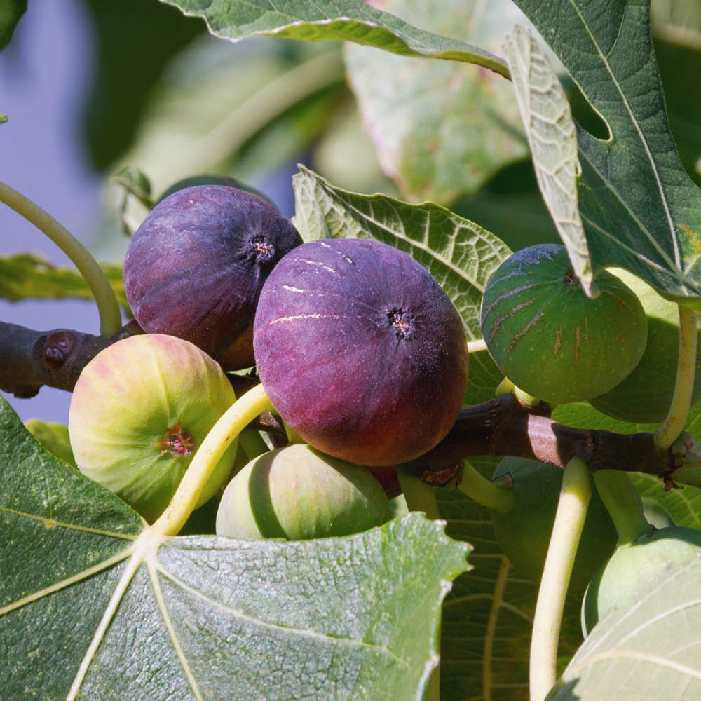 YouGarden Mini Standard Sicilian Fig Image 2