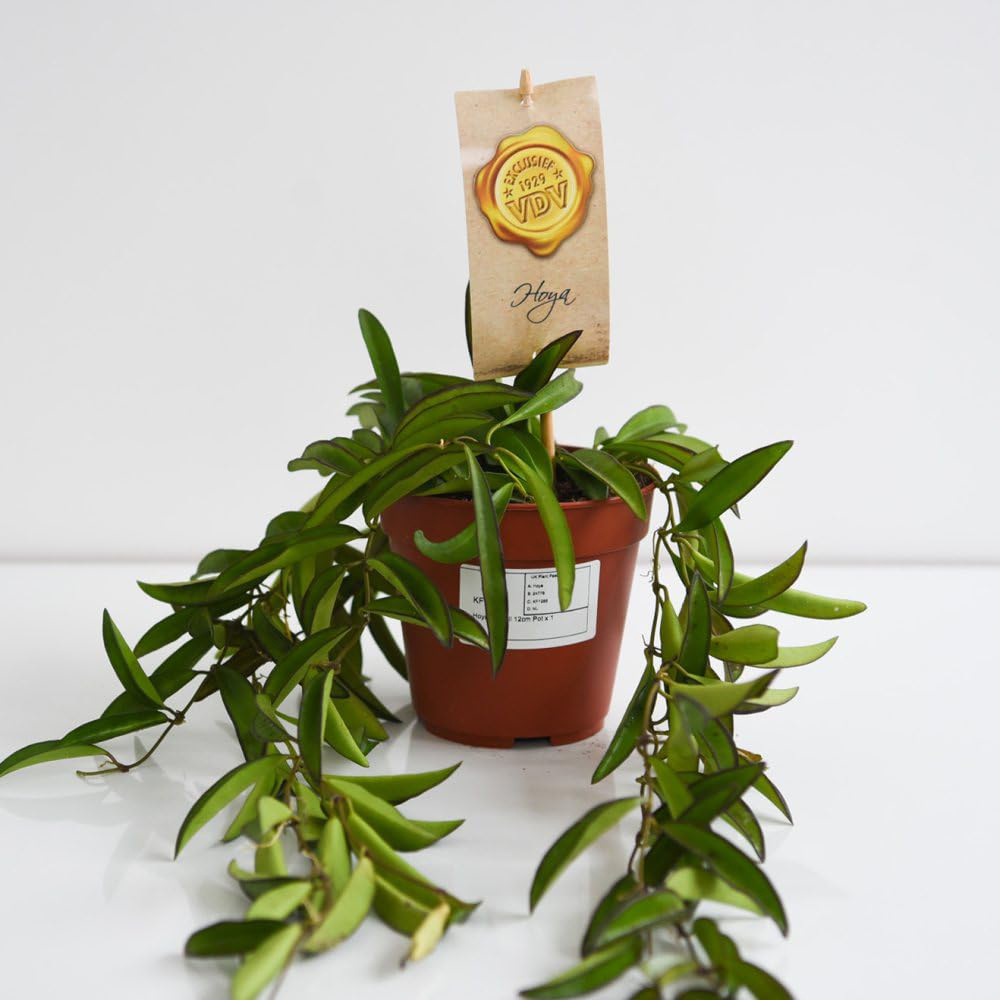 Thompson and Morgan Hoya Wayetii Plant Pot 12cm Image 3
