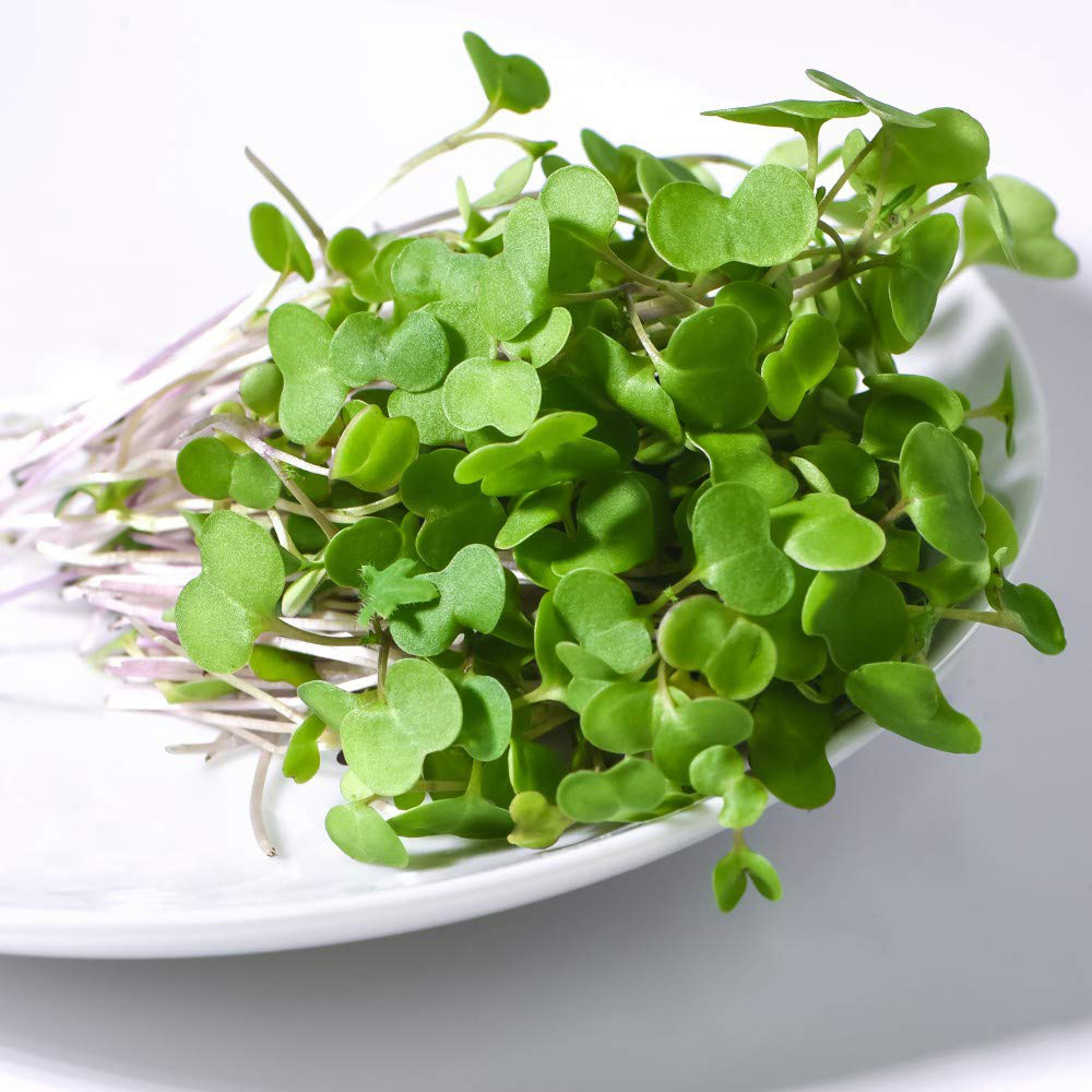 Thompson and Morgan Microgreens Kale Red Russian Seeds Image 2