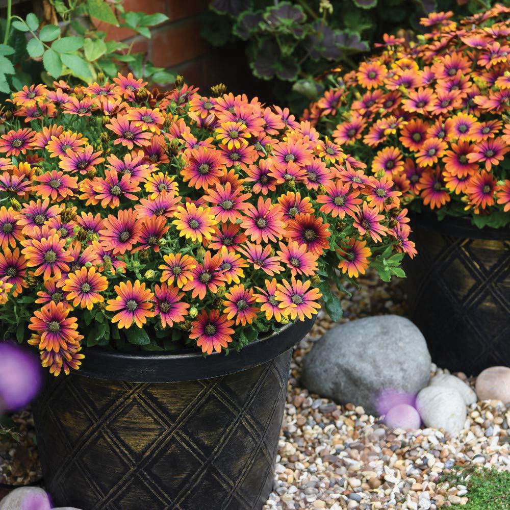 Thompson and Morgan Black and Gold Plastic Flowerpot with Saucer 24L Image 4