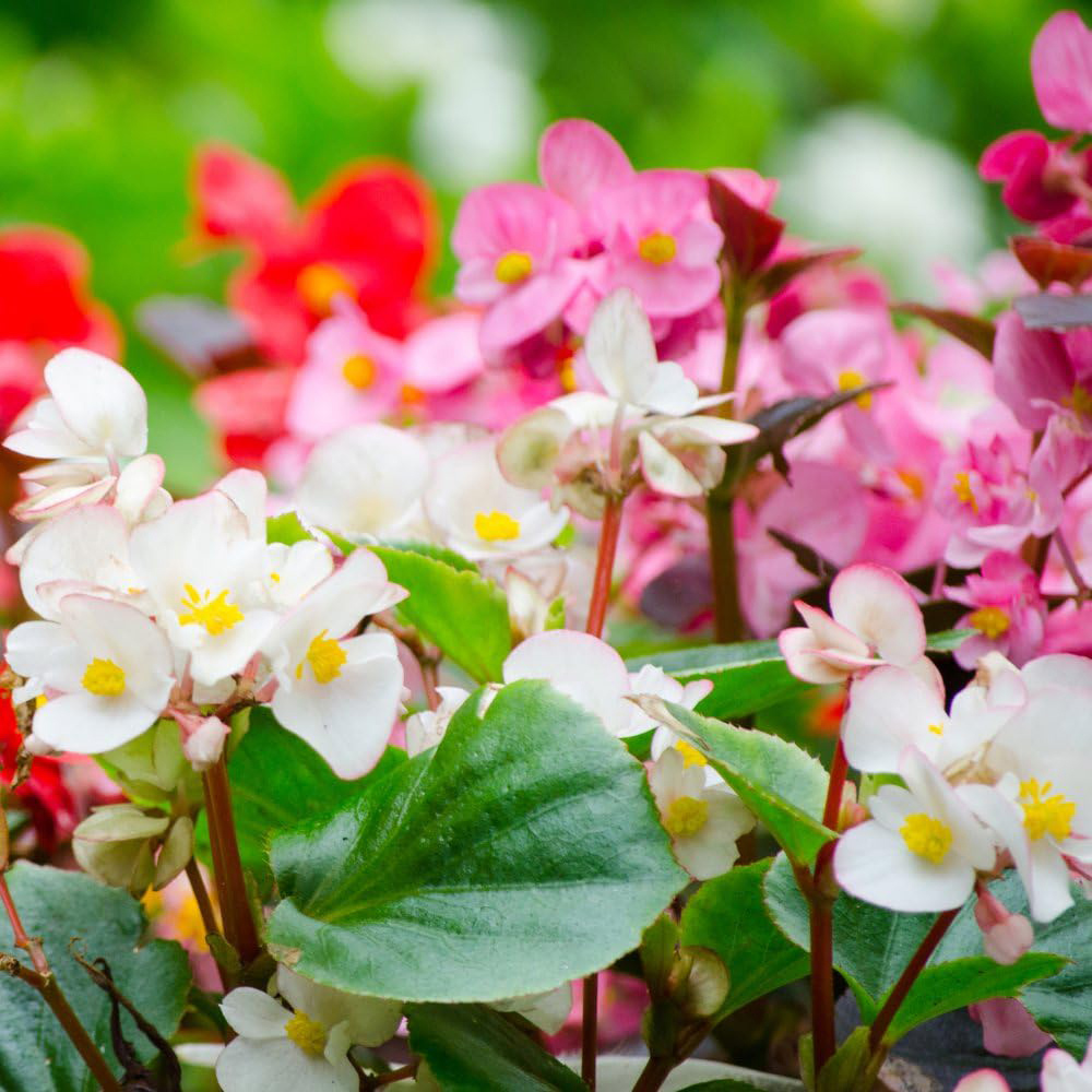 Thompson and Morgan Begonia Emperor Mixed Garden Ready Plant 15 Pack Image 2