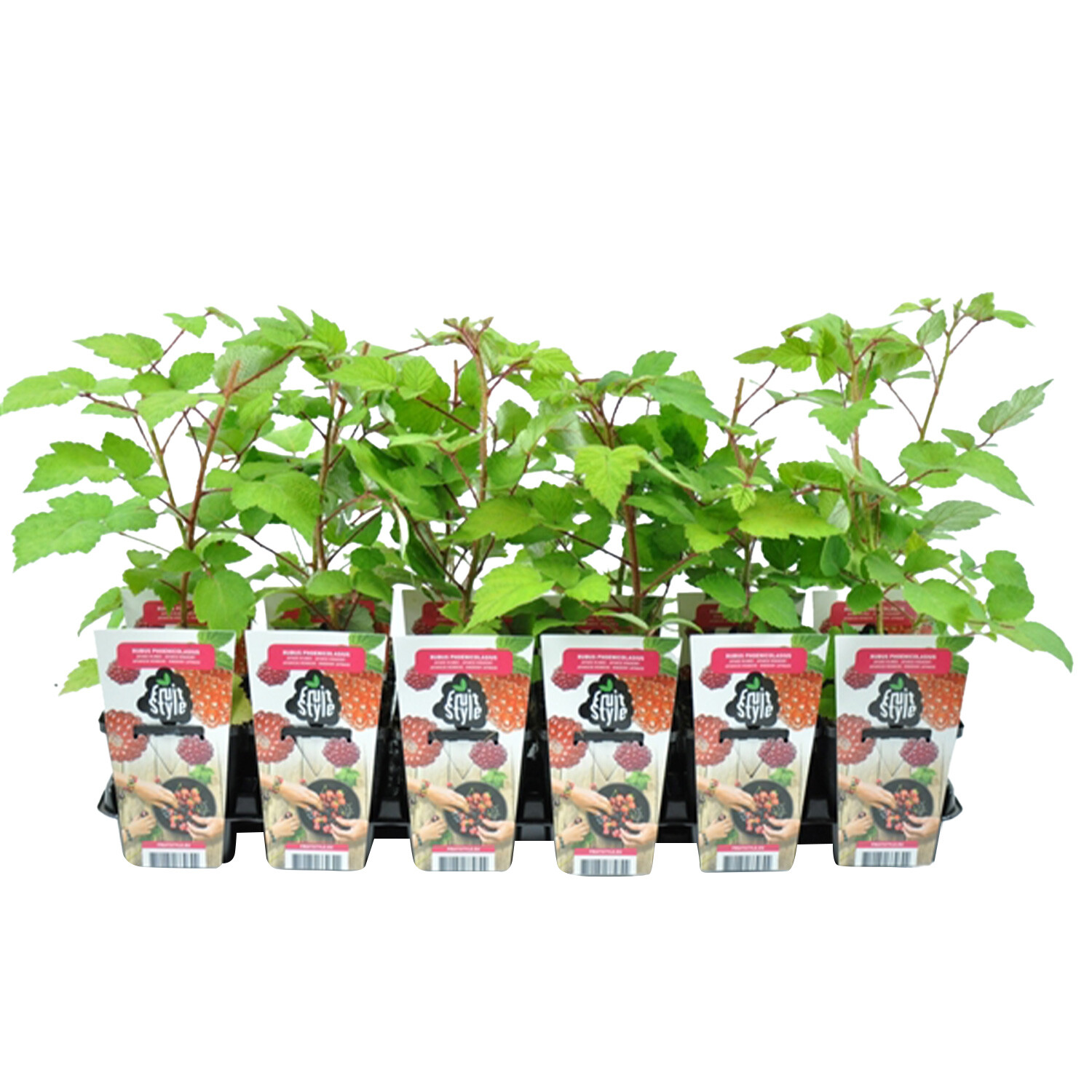 Rubus phoenicolasius 'Japanese Wineberry' Image