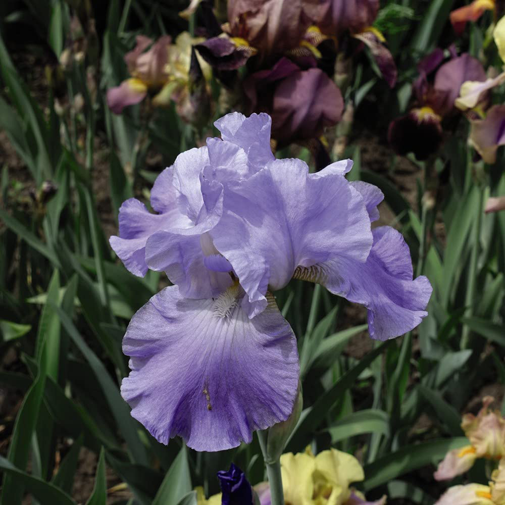 Thompson and Morgan Iris Victoria Falls Rhizome Image 2