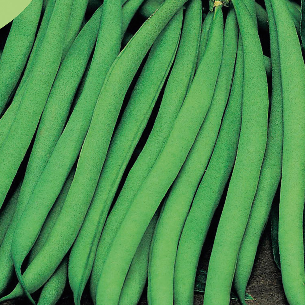 Dwarf French Bean Tasman Seeds Image 2