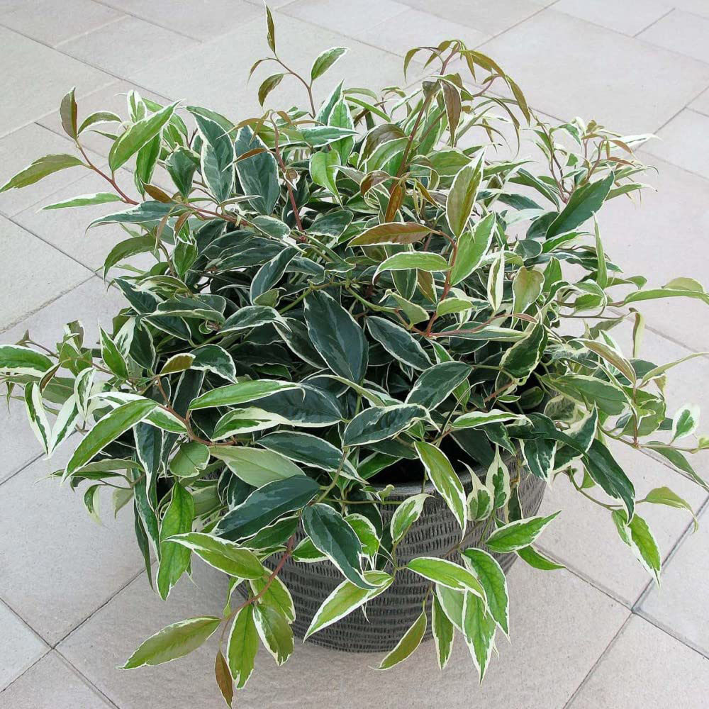 Thompson and Morgan Leucothoe Fontanesiana Whitewater Plant Pot 3.6L Image 2