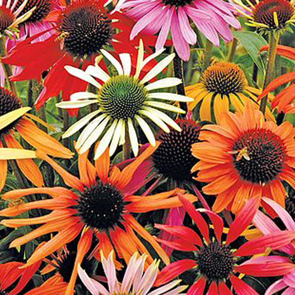 Thompson and Morgan Echinacea Primadonna Mixed Pow Wow Garden Ready Plant 15 Pack Image 1