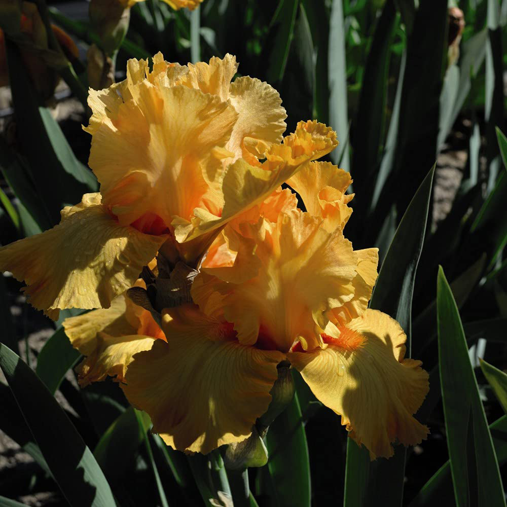 Thompson and Morgan Iris Orange Harvest Rhizome Image 3