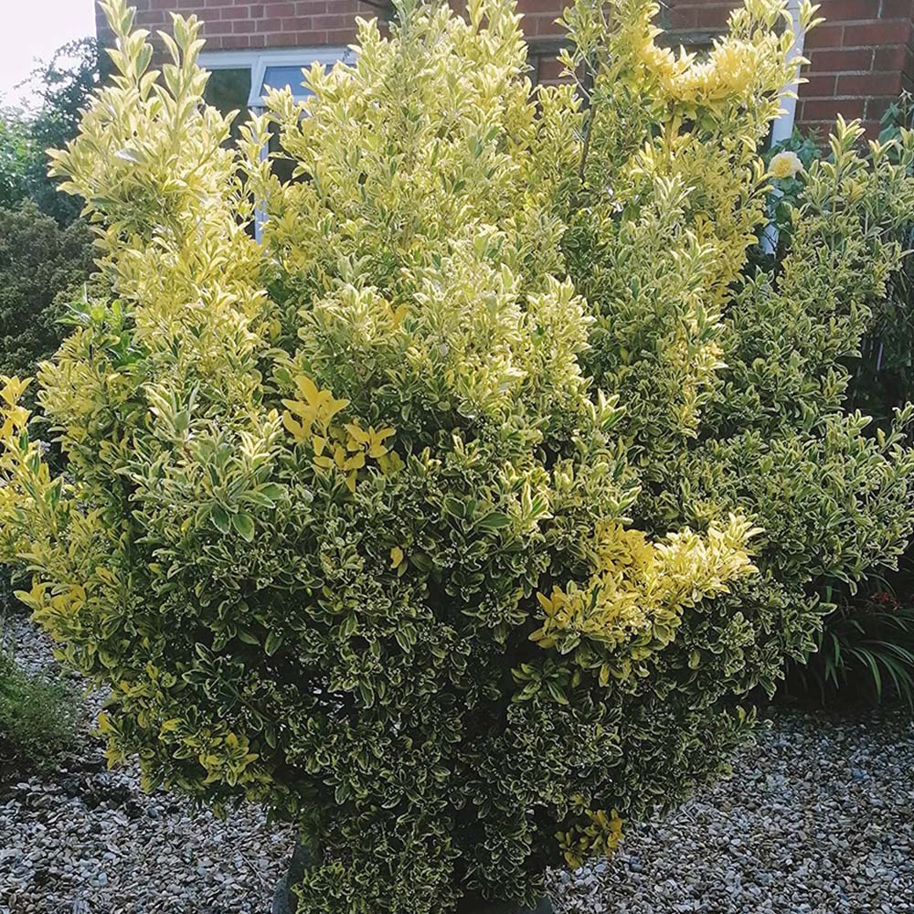 Inspirational Gifting Golden Privet Bare Root Hedge Plant Sapling 30-60cm 5 Pack Image 3