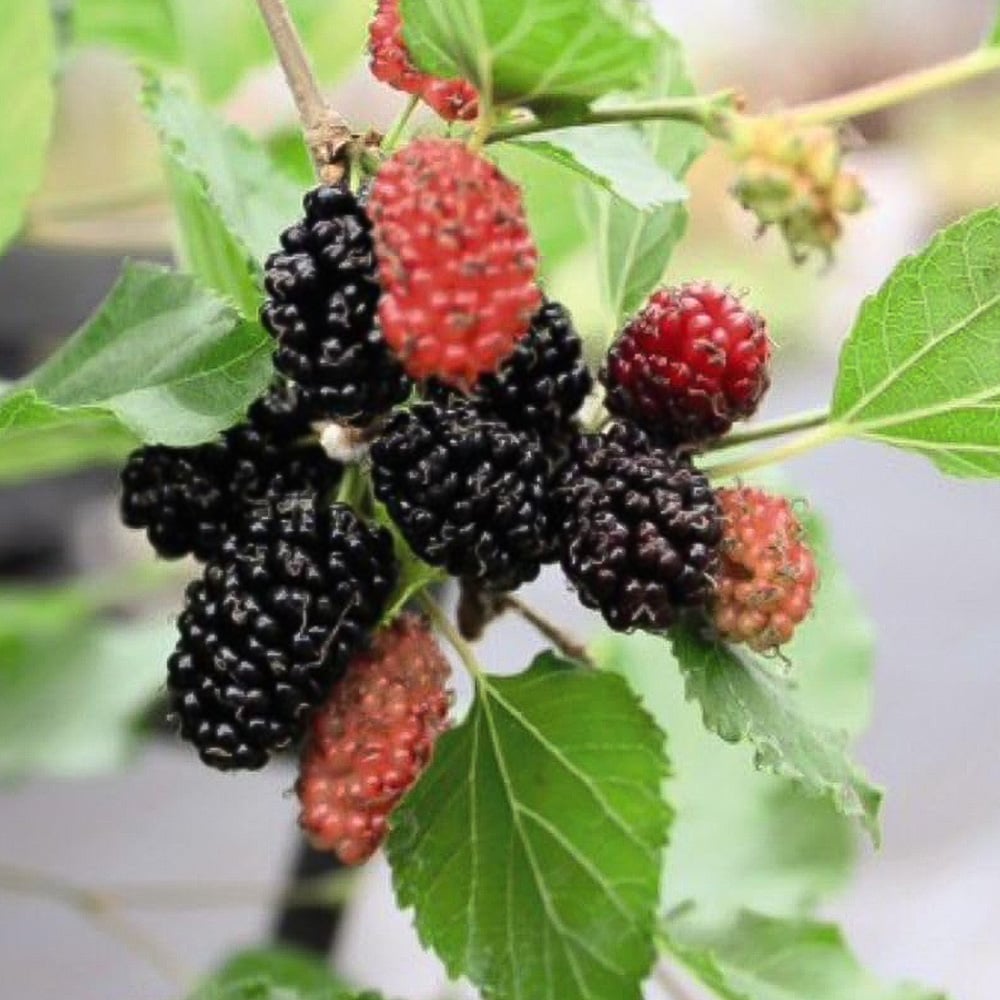 Thompson & Morgan Mulberry Morus Charlotte Russe Potted Plant 7cm 3 Pack Image 1